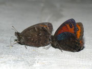 Erebia montana / CH TI Mergugno 1060 m, 03. 08. 2010