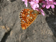 Boloria euphrosyne (Veilchen-Perlmuttfalter) / CH BE Hasliberg 1100 m, 25. 04. 2014