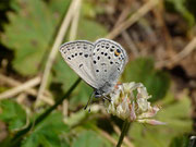 Plebejus optilete (Moor-Heidelbeer-Bläuling) / CH VS Val d'Anniviers, St-Luc Roua 2000 m, 28. 07. 2016
