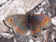 Erebia oeme (Doppelaugen-Mohrenfalter, Weibchen) / CH BE Bäderhorn 1750 m, 09. 07. 2009