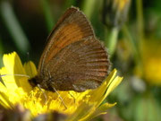 Erebia pluto (Eis-Mohrenfalter) / CH VS Saastal, Mattmark-Stausee 2197 m, 12. 08. 2011