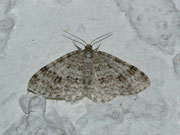 Venusia cambrica (Ebereschen-Bergspanner) / CH BE Hasliberg 1050 m, 08. 07. 2012