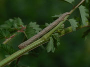 Alcis repandata (Braunmarmorierter Baumspanner, Raupe) / CH BE Hasliberg 1200 m, 25. 05. 2015300 m, 13. 05. 2015
