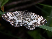 Epirrhoe tristata (Fleckleib-Labkrautspanner) / GEOMETRIDAE/Larentiinae (Spanner)