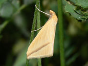 Rhodometra sacraria / Griechenland Kreta Kissos 630 m, 17. 05. 2011
