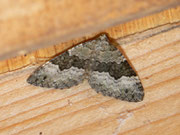 Colostygia aptata (Grünbrauner Bindenspanner) / GEOMETRIDAE/Larentiinae (Spanner)