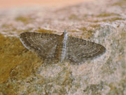Eupithecia satyrata (Satyr-Blütenspanner) / CH OW Lungern, Galgenflüe 1250 m, 21. 05. 2017 Zucht an Valeriana officinalis