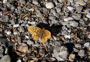 Boloria selene (Braunfleckiger Perlmuttfalter) / CH BE Hasliberg 1200 m, 26. 06. 2005