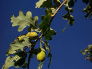 Quercus robur (Stieleiche)