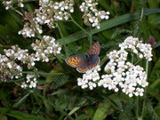 Lycaena tityrus (Brauner Feuerfalter, Weibchen) / CH BE Hasliberg, 25. 08. 2006