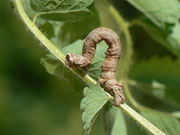 Odontopera bidentata (Doppelzahnspanner) / CH BE Hasliberg 1050 m, 17. 08. 2014 an Sanguisorba minor