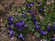 Viola odoroata (Wohlriechendes Veilchen) / Violaceae