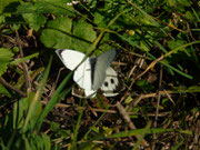 Pieris brassicae (Grosser Kohlweissling, Männchen + Weibchen) / CH VD Ormont Dessus, Col du Pillon 1590 m, 29. 10. 2024