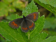 Erebia euryale (Rotgestreifter Mohrenfalter, Männchen) / CH TI Bedretto, Paltano 1875 m, 06. 08. 2024