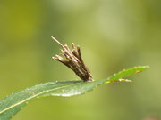 Anaproutia comitella (Gitternetz-Sackträger) / CH BE Hasliberg 1060 m, 17. 06. 2016