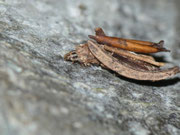 Psyche casta / CH BE Hasliberg 1050 m, 09. 05. 2013