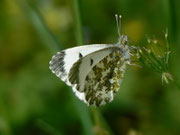 Anthocharis cardamines (Aurorafalter, Weibchen) / CH BE Hasliberg 1050 m, 26. 05. 2011