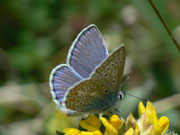 Polyommatus icarus (Hauhechelbläuling, Männchen) / CH VS Ried-Mörel 1300 m, 26. 04. 2011