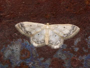 Idaea biselata (Breitgesäumter Zwergspanner) / CH BE Hasliberg 1150 m, 26. 07. 2011