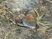 Erebia tyndarus (Schillernder Mohrenfalter) / CH VS Val d'Hérens, La Forclaz, Le Tsaté 2380 m, 31. 08. 2011