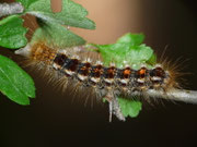 Euproctis chrysorrhoea (Dunkler Goldafter) / CH TI Biasca-Loderio, Ganne di Mornatt 600 m, auf Crataegus monogyna