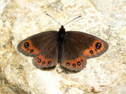 Erebia montana (Männchen) / CH TI Ambri, Ritomsee, Forcapass 2100 m, 25. 08. 2011