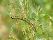 Cydalima perspectalis (Buchsbaum-Zünsler) / CH BE Hasliberg 1050 m, 29. 08. 2025