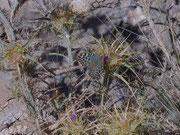 Argynnis pandora (Kardinal) / Griechenland Kreta Thriptis 900 m, 15. 09. 2010