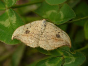 Drepana falcataria (Heller Sichelflügler, (Weibchen) / CH Ti Malvaglia 380 m, 27. 07. 2017
