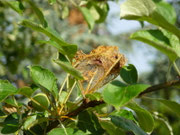 Yponomeuta malinellus, CH LU Büron, Spiessmatt 576 m, 01. 06. 2026