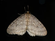 Operophtera brumata (Kleiner Frostspanner) / CH BE Hasliberg 1050 m, 11. 11. 2012