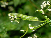 Amphipyra tragopoginis (Dreipunkt-Glanzeule) / CH BE Hasliberg 1050 m, 11. 06. 2022 an Galium
