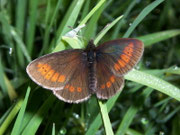 Erebia melampus (Kleiner Mohrenfalter) / CH BE Hasliberg 1200 m, 10. 06. 2007