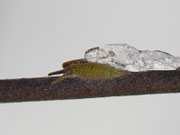 Apatura iris (Grosser Schillerfalter) / CH BE Hasliberg 1230 m, 19. 01. 2016 an Salix caprea