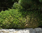 angefressene Hecke