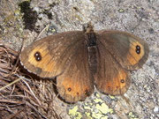 Erebia montana / CH VS Brentschen-Niwenalp 1580 m, 18. 09. 2009
