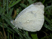 Pieris rapae (Pieris rapae (Kleiner Kohlweissling) / CH BE Hasliberg 1300 m, 02. 09. 2010