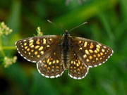 Melitaea diamina (Silber- oder Baldrian-Scheckenfalter, Weibchen) / CH BE Hasliberg 1100 m, 14. 06. 2011