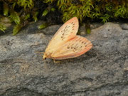 Miltochrista miniata (Rosaroter Flechtenbär) / CH BE Hasliberg 1060 m, 23. 08. 2021