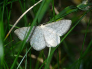 Scopula ternata (Heidelbeer-Kleinspanner) / CH TI Ritom Piora Pinett 2030 m, 02. 07. 2015
