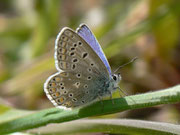 Polyommatus icarus (Hauhechelbläuling, Männchen) / E Andalusien, Granada-Lanjaròn-Pampaneira, Sierra Nevada Nationalpark, Alpujarra 1200 m, 26. 04. 2012