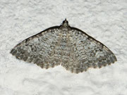 Camptogramma scripturata / CH BE Hasliberg 1050 m, 08. 08. 2011