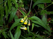 Melampyrum pratense (Wiesen-Wachtelweizen) / Scrophulariaceae