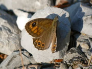 Lasiommata petropolitana (Braunscheckauge, Weibchen) / CH BE Hasliberg 1180 m, 07. 07. 2013
