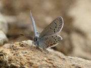 Plebejus optilete (Moor-Heidelbeer-Bläuling, Männchen) / CH TI Ritom Piora El Pinett 2000 m, 03. 08. 2017