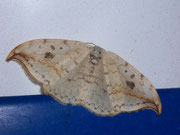 Drepana falcataria (Heller Sichelflügler, Weibchen) / DREPANIDAE (Sichelflügler)