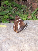 Apatura iris (Grosser Schillerfalter) CH BE Hasliberg 1050 m, 19. 07. 2008