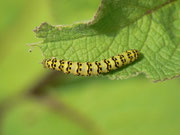Cucullia lychnitis (Später Königskerzen-Mönch) / CH BE Hasliberg 1110 m, 15. 08. 2023 (an Verbascum nigrum)