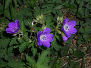 Geranium sylvaticum (Waldstorchschnabel) / Geraniaceae