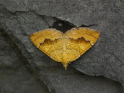 Camptogramma bilineata (Ockergelber Blattspanner) / CH BE Hasliberg 1050 m, 04. 06. 2025